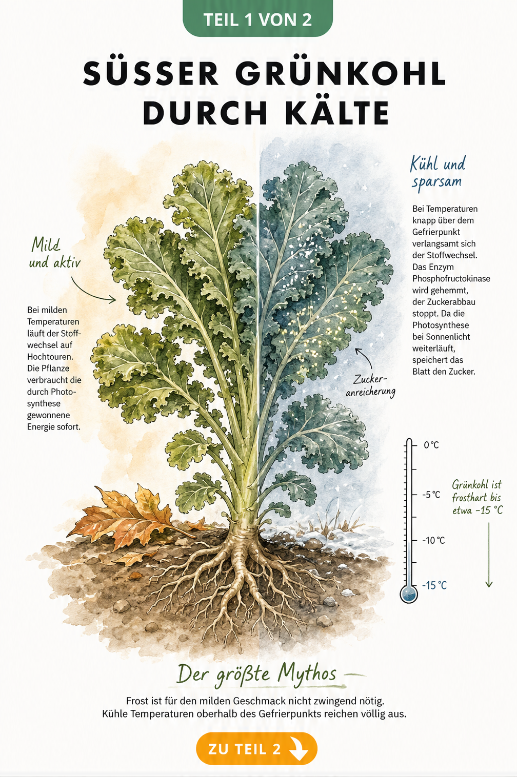 Botanische Illustration einer Grünkohlpflanze im Querschnitt, die den Einfluss von milden und frostigen Temperaturen auf den Zuckergehalt zeigt.