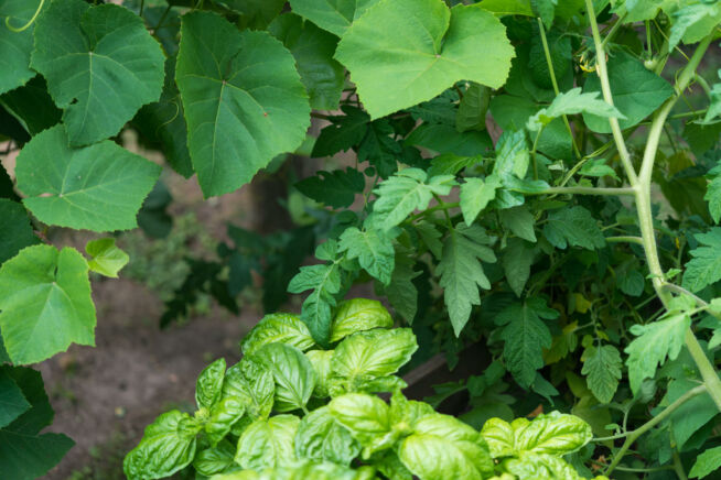 gurken-und-basilikum-zusammen-pflanzen