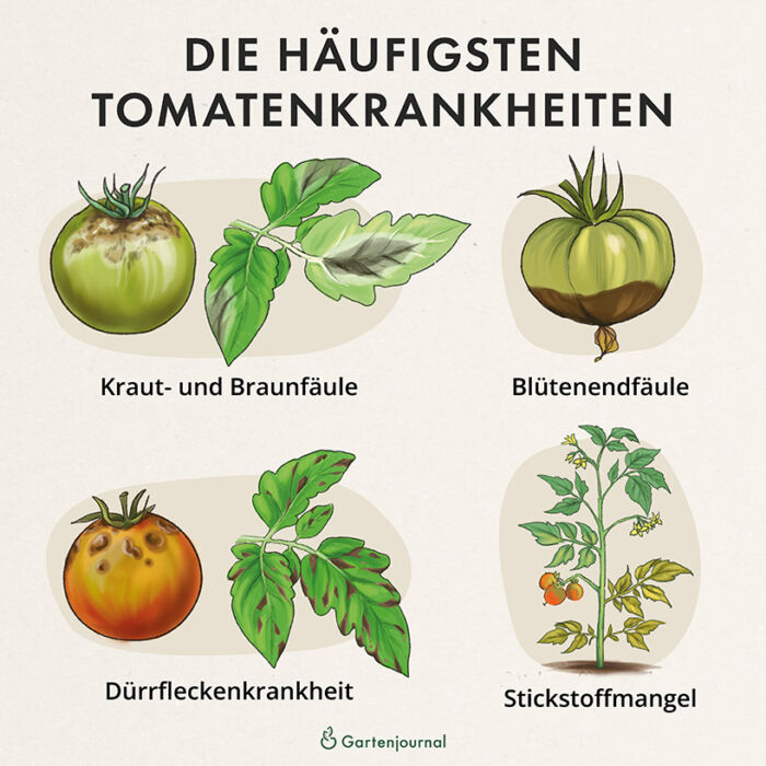 Häufigste Tomatenkrankheiten als Illustration