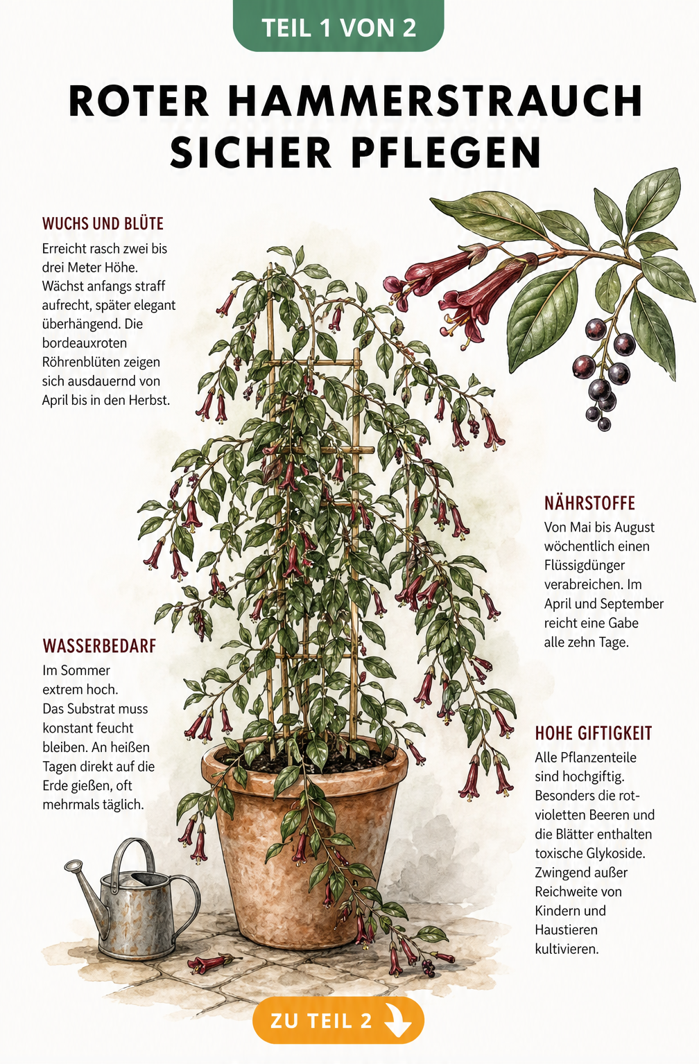 Botanische Illustration des Hammerstrauchs im Terrakotta-Kübel mit Pflegehinweisen zu Wuchs, Wasserbedarf, Nährstoffen und Giftigkeit