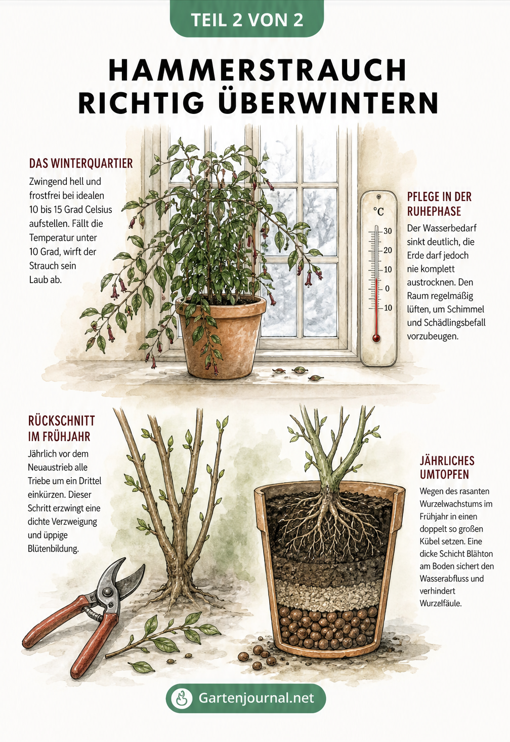 Illustration zur Überwinterung des Hammerstrauchs am hellen Fenster und zum Rückschnitt im Frühjahr