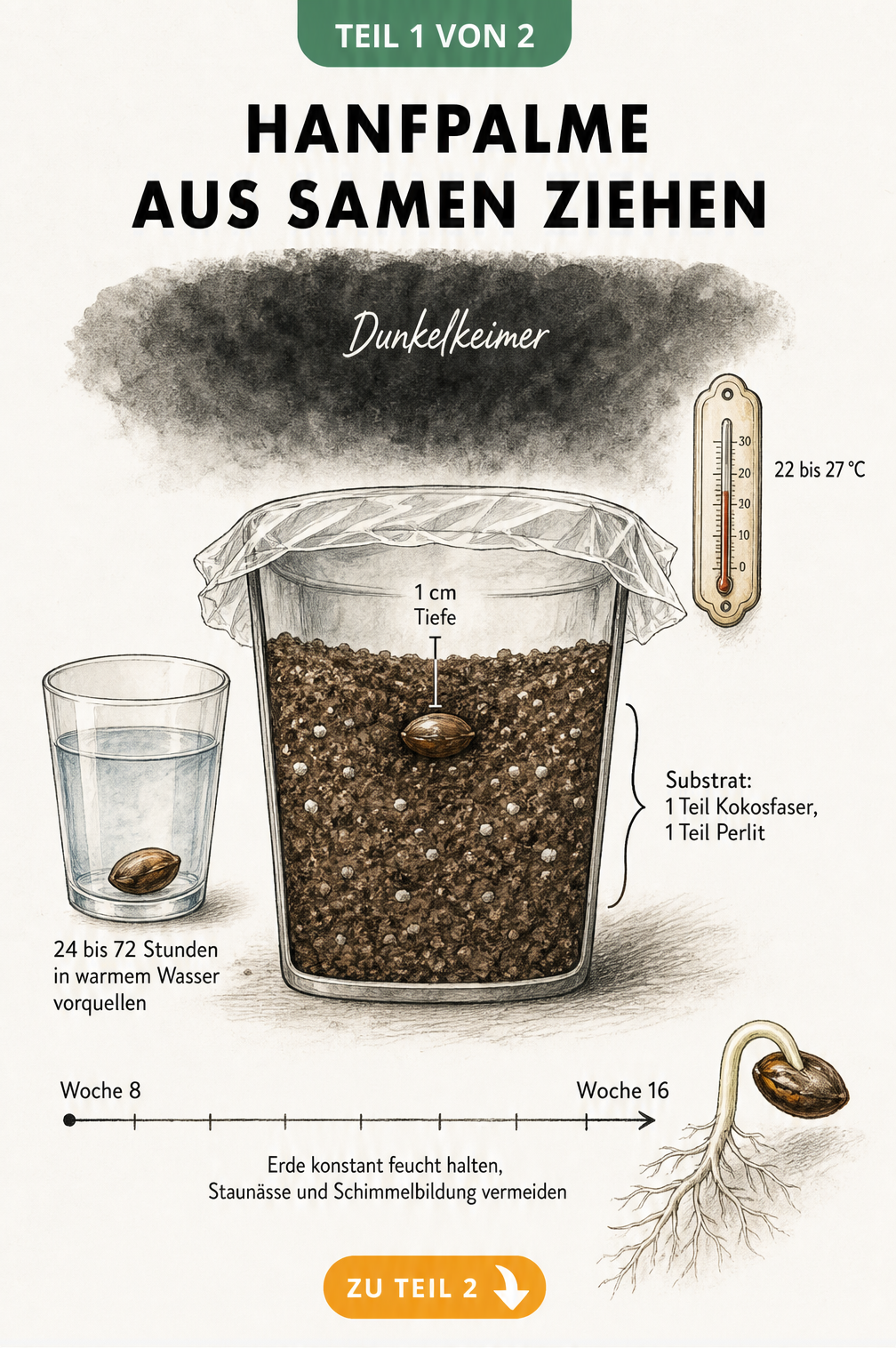 Botanische Illustration der Hanfpalmen-Anzucht: Samen im Wasserglas vorquellen, Querschnitt eines Anzuchtgefäßes mit Kokosfaser und Perlit, Thermometer bei 22...