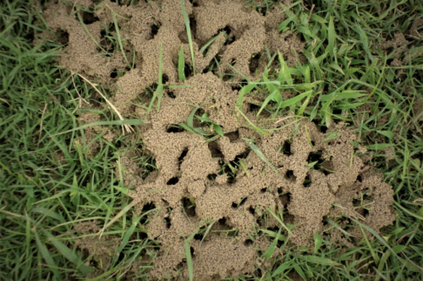 Hausmittel gegen Ameisen » Sanft und natürlich Ameisen bekämpfen