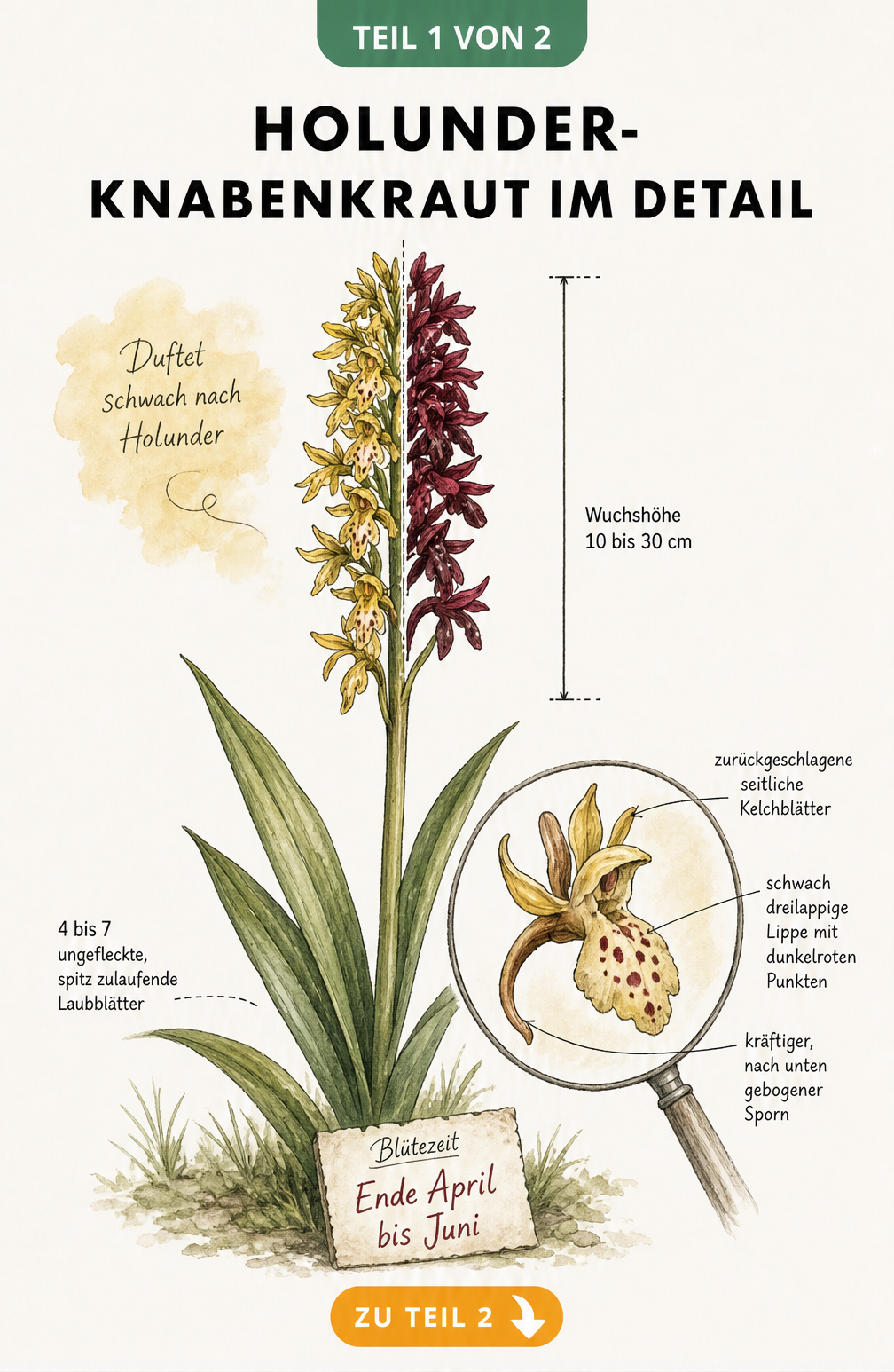 Botanische Illustration des Holunder-Knabenkrauts mit gelben und roten Blüten, Maßstab und Detailansicht der Blüte
