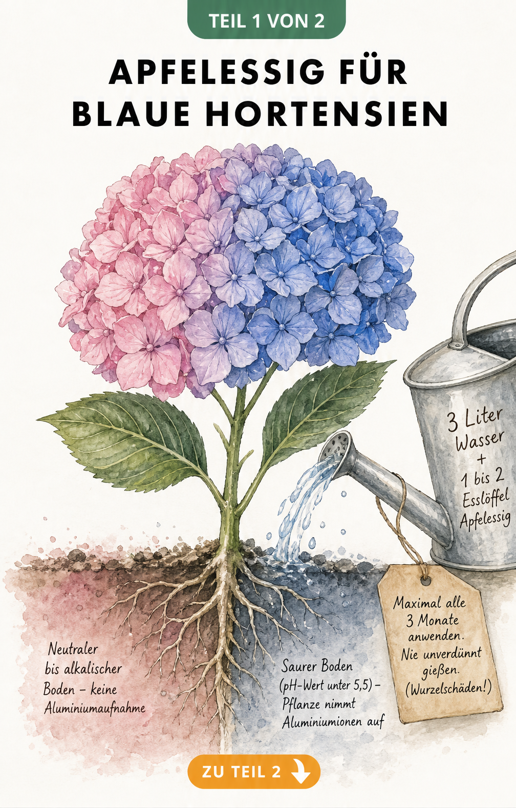 Aquarell-Illustration einer Hortensienblüte mit Farbverlauf von Rosa zu Blau, die den Einfluss des pH-Werts auf die Aluminiumaufnahme zeigt.