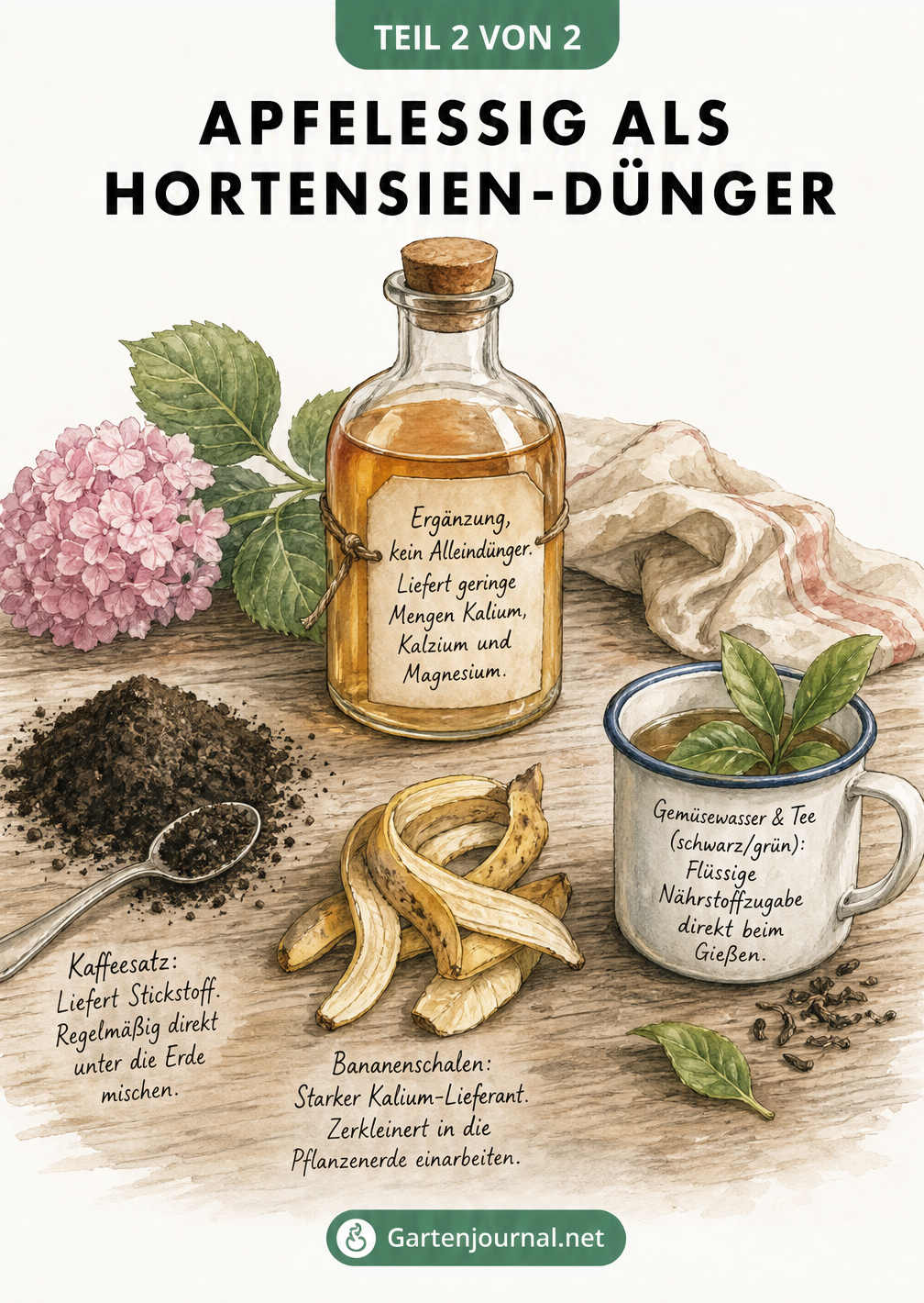 Skizze von Apfelessig, Kaffeesatz, Bananenschalen und Tee als natürliche Dünger-Alternativen für Hortensien.