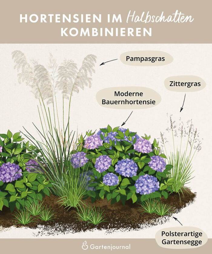 Illustration, die zeigt, mit welchen Gräsern Hortensien im Halbschatten kombiniert werden können