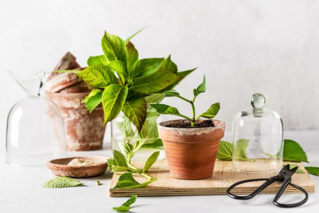 hortensien-vermehren-wasserglas