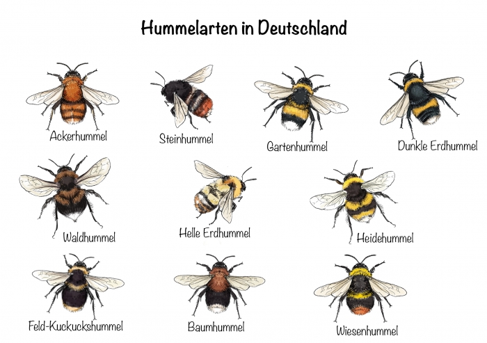 Hummelarten in Deutschland