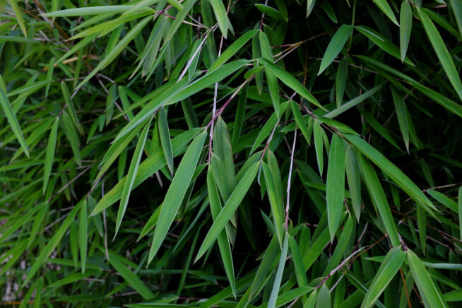 jade-bambus-im-kuebel