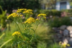 Nahaufnahme einer blühenden Jakobskreuzkraut-Pflanze in einem sonnigen, naturnahen Garten