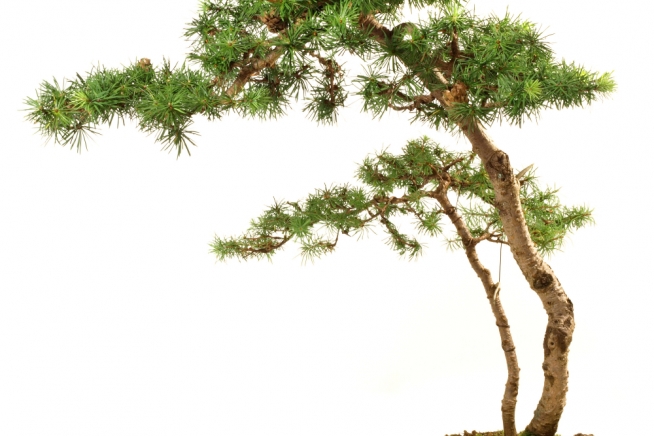 japanische-laerche-bonsai