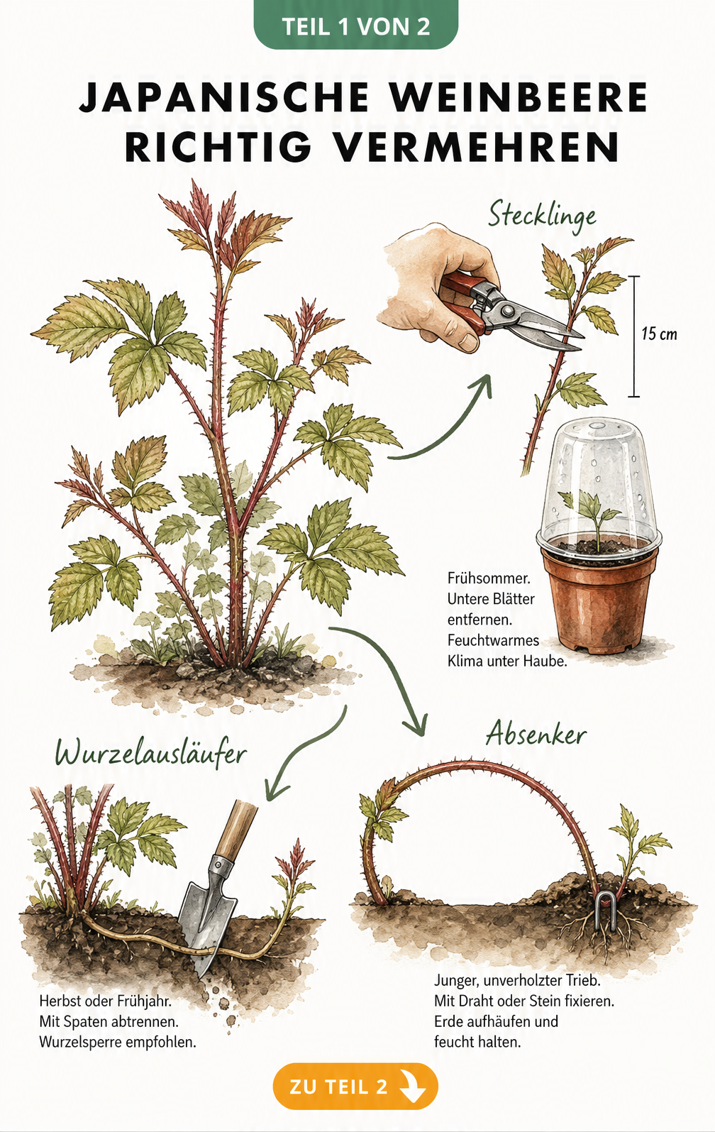 Illustration der drei Vermehrungsmethoden der Japanischen Weinbeere: Wurzelausläufer, Stecklinge und Absenker