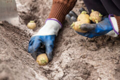 Kartoffeln werden in eine Saatrille gelegt