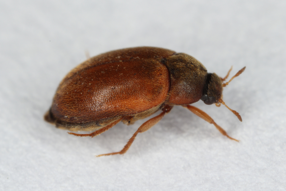 Kleine braune Käfer » Die 5 häufigsten Arten