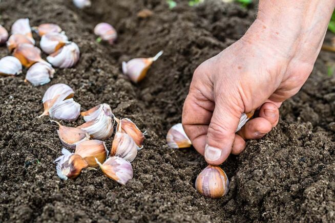 Knoblauch wird in die Erde gesteckt