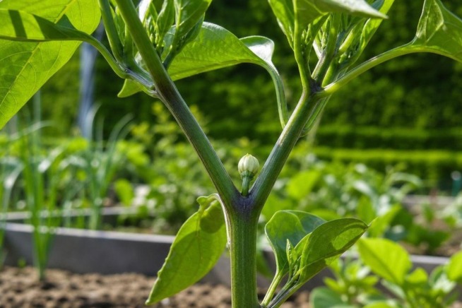 Nahaufnahme einer jungen, kräftigen Paprikapflanze in einem sonnigen Garten mit Fokus auf die erste Blütenknospe in der Y-Gabelung