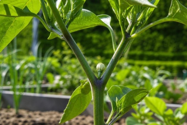 Nahaufnahme einer jungen, kräftigen Paprikapflanze in einem sonnigen Garten mit Fokus auf die erste Blütenknospe in der Y-Gabelung