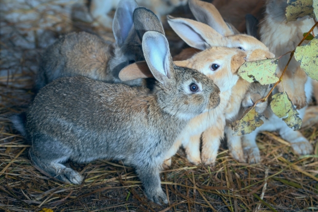 korkenzieherweide-kaninchen