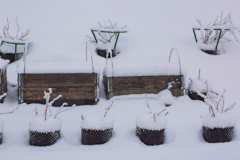 kuebelpflanzen-vor-frost-schuetzen