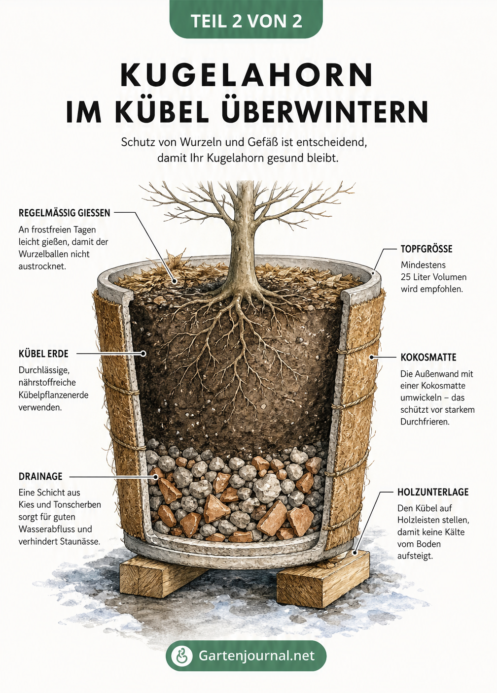 Querschnitt eines Kugelahorns im Kübel mit Drainageschicht, Holzleisten und Kokosmatte als Winterschutz