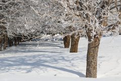 kugelahorn-winter