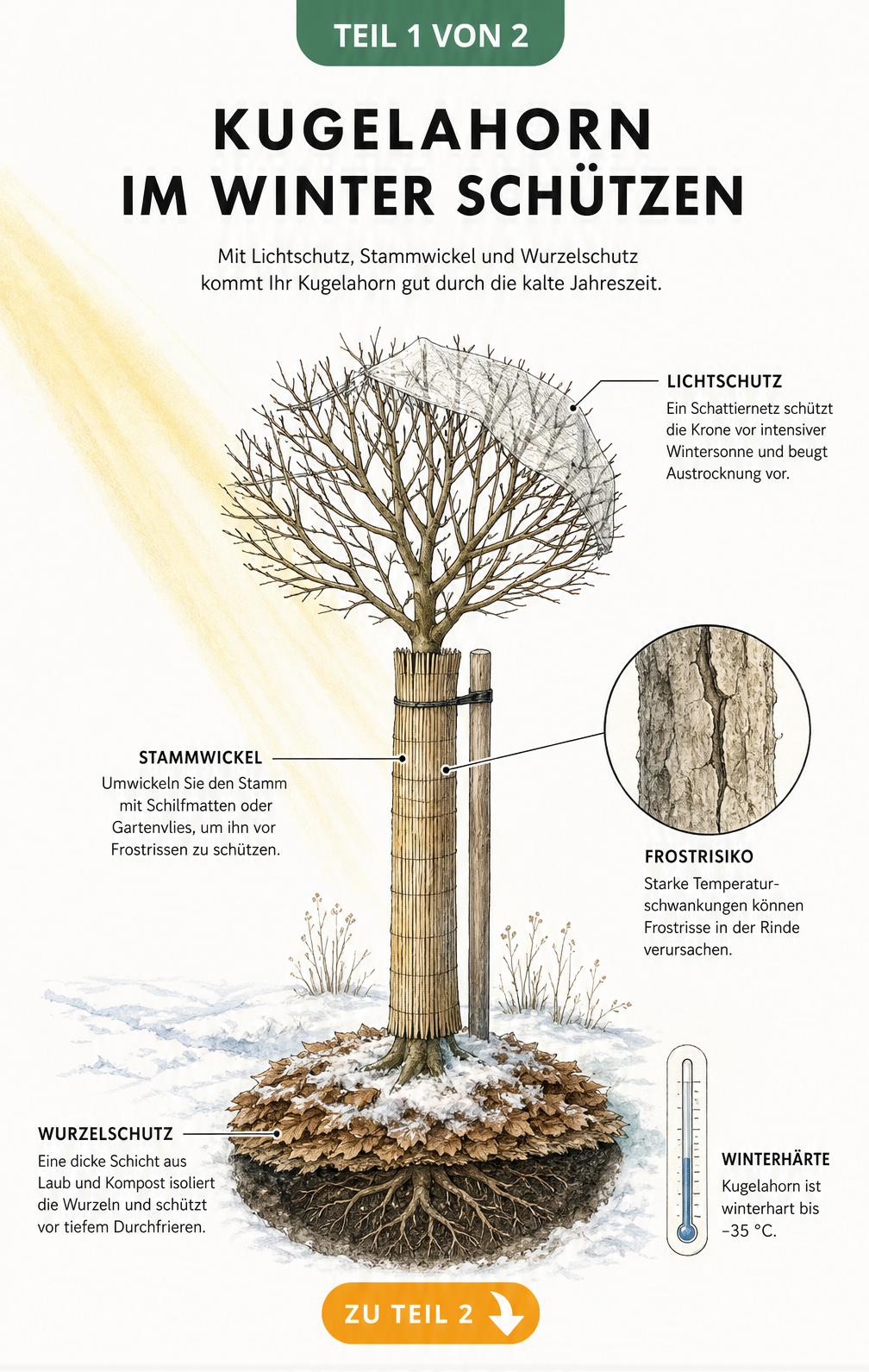 Illustration eines jungen Kugelahorns im Schnee mit Schutzmaßnahmen wie Schattiernetz, Schilfmatte und Mulchschicht