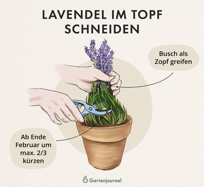 Anleitung, wie Lavendel im Topf geschnitten wird als Illustration