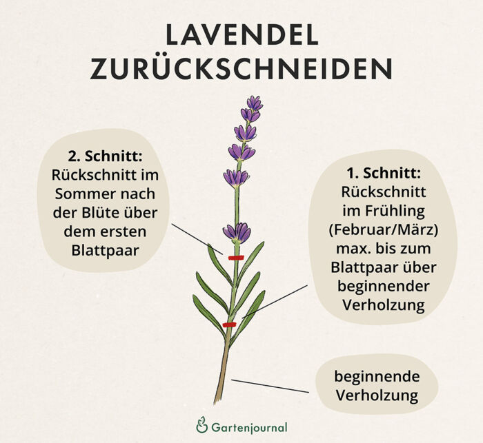Lavendel Schnittzeiten als Illustration