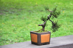 lebensbaum-bonsai
