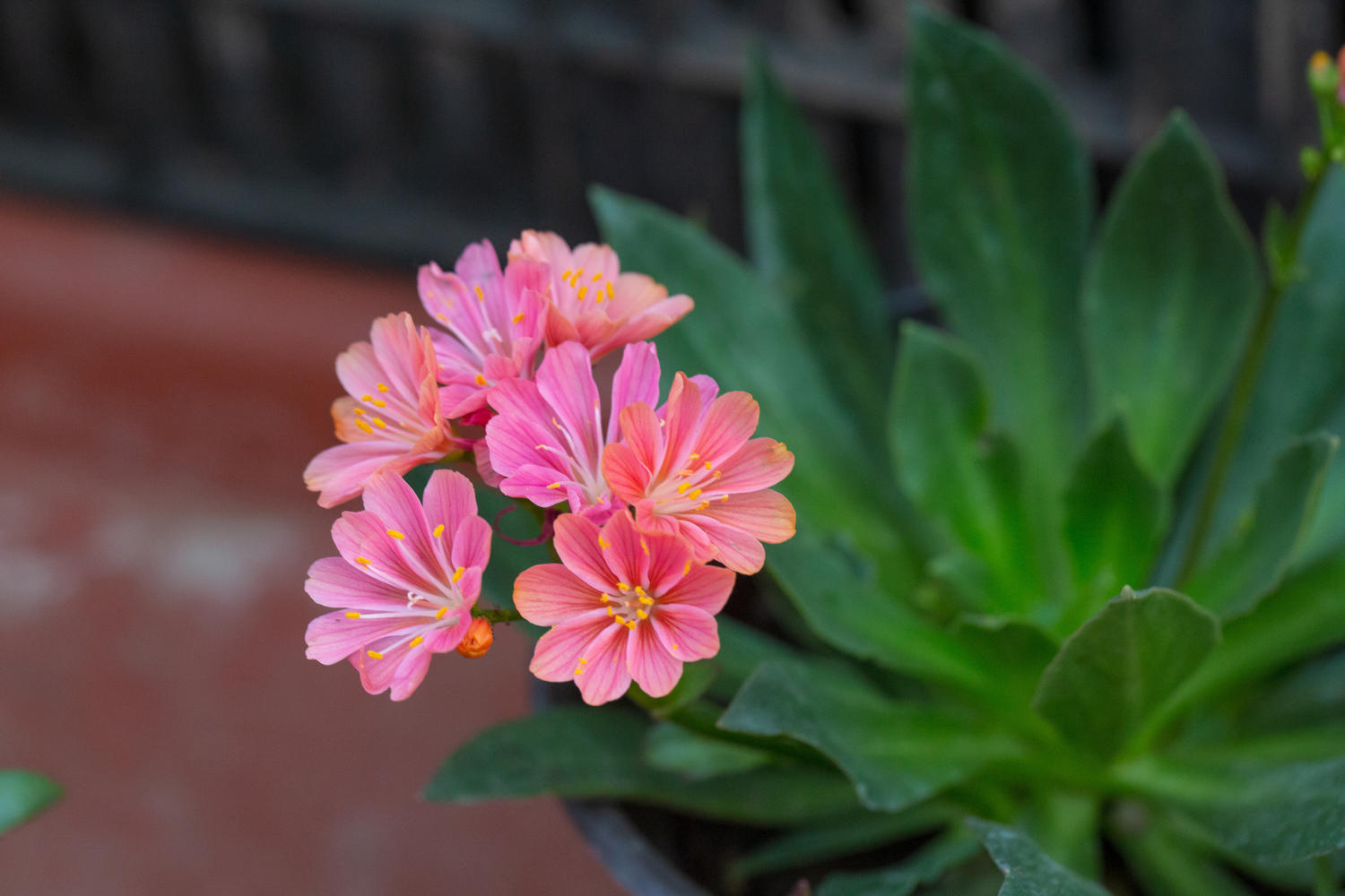 Lewisia blüht nicht » Ursachen und Lösungen
