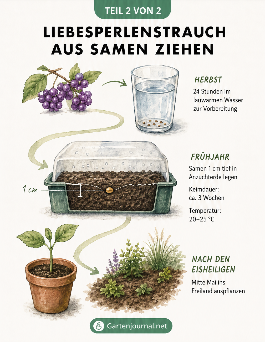 Aquarell-Illustration des zeitlichen Ablaufs der Aussaat eines Liebesperlenstrauchs von der Beere bis zum Sämling