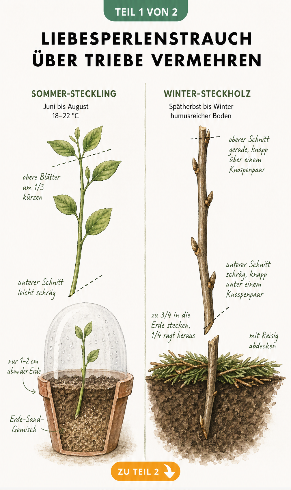 Botanische Illustration zur Vermehrung des Liebesperlenstrauchs durch Sommer-Stecklinge und Winter-Steckholz
