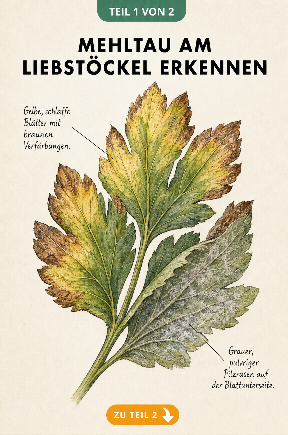 Botanische Illustration eines Liebstöckelblattes mit Symptomen von Falschem Mehltau: gelbliche Flecken und grauer Pilzrasen auf der Blattunterseite.