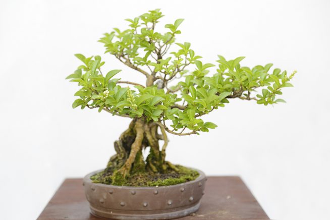 liguster-bonsai-pflege