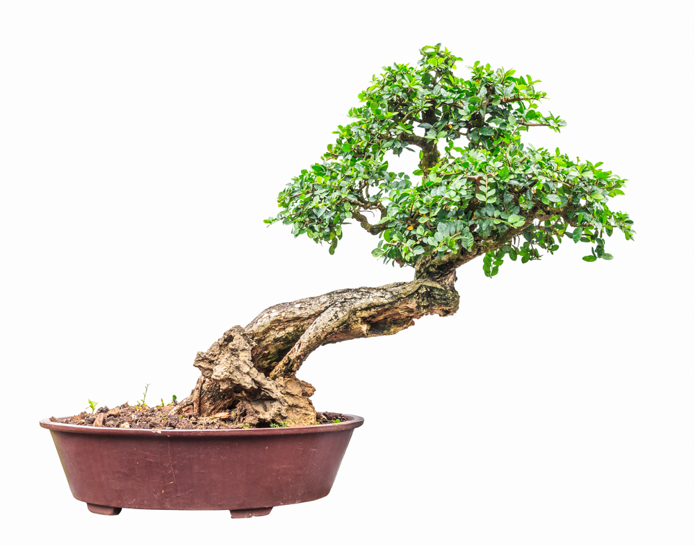 liguster-bonsai-schneiden