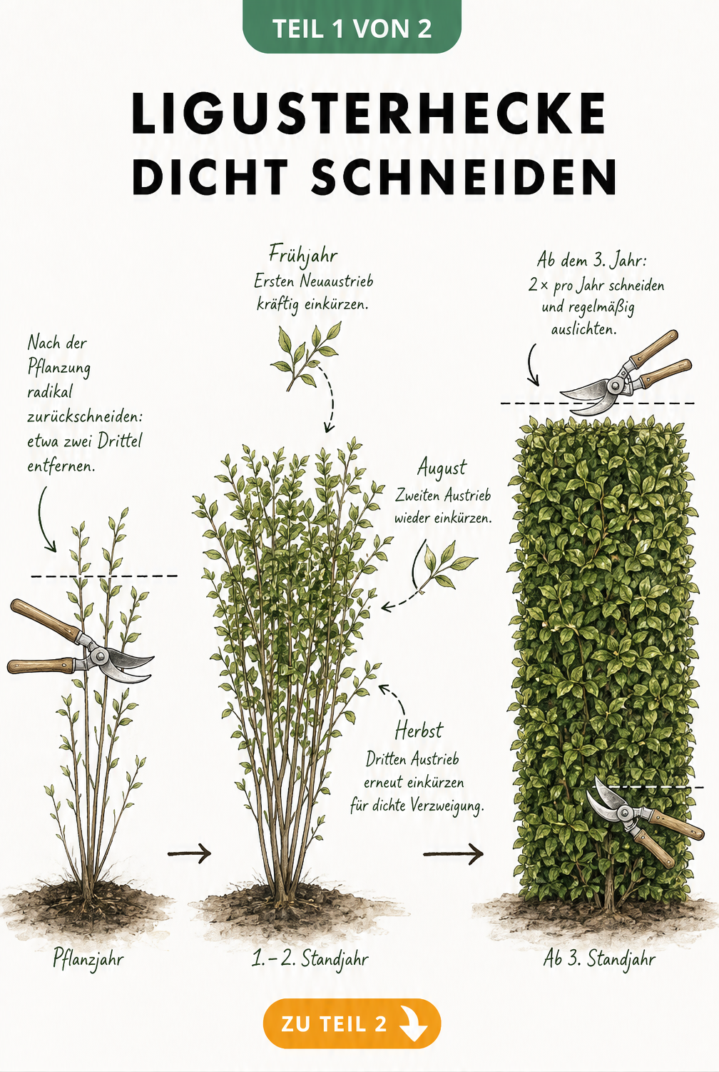 Illustration des Wachstums und Schnitts einer Ligusterhecke in drei Phasen