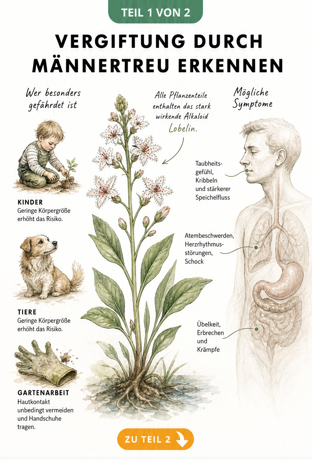 Botanische Illustration der Männertreu-Pflanze mit Hinweisen auf das Alkaloid Lobelin und Risikogruppen wie Kinder und Hunde sowie anatomische Darstellung von...