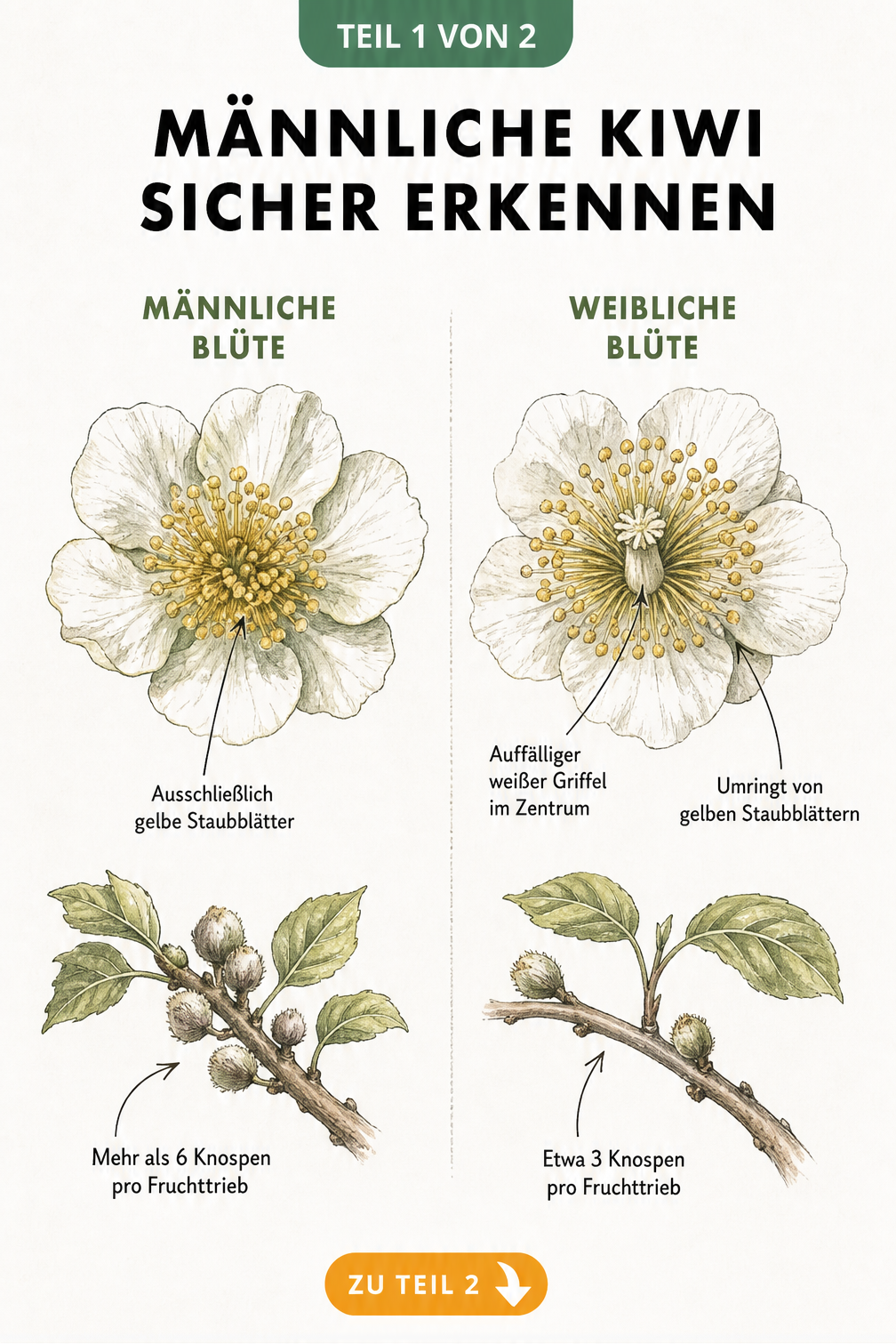 Botanische Zeichnung von männlichen und weiblichen Kiwi-Blüten sowie Fruchttrieben zur Geschlechtsbestimmung