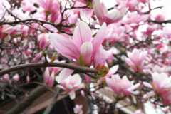magnolie-blueht-im-august