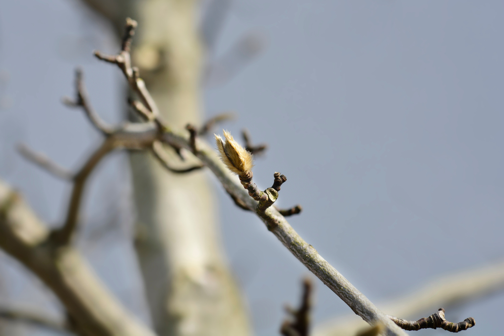 magnolie-keine-blaetter