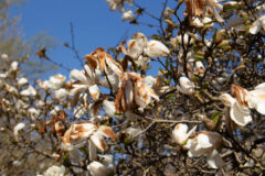 magnolie-knospen-braun