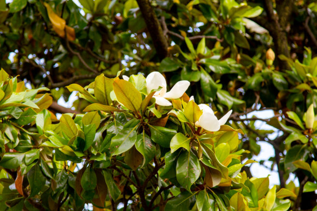 magnolie-laub
