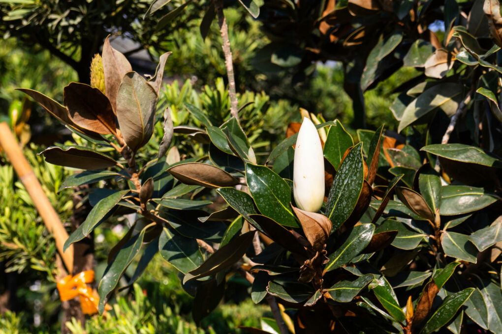 Magnolie in der Vase » So bleibt sie lange frisch