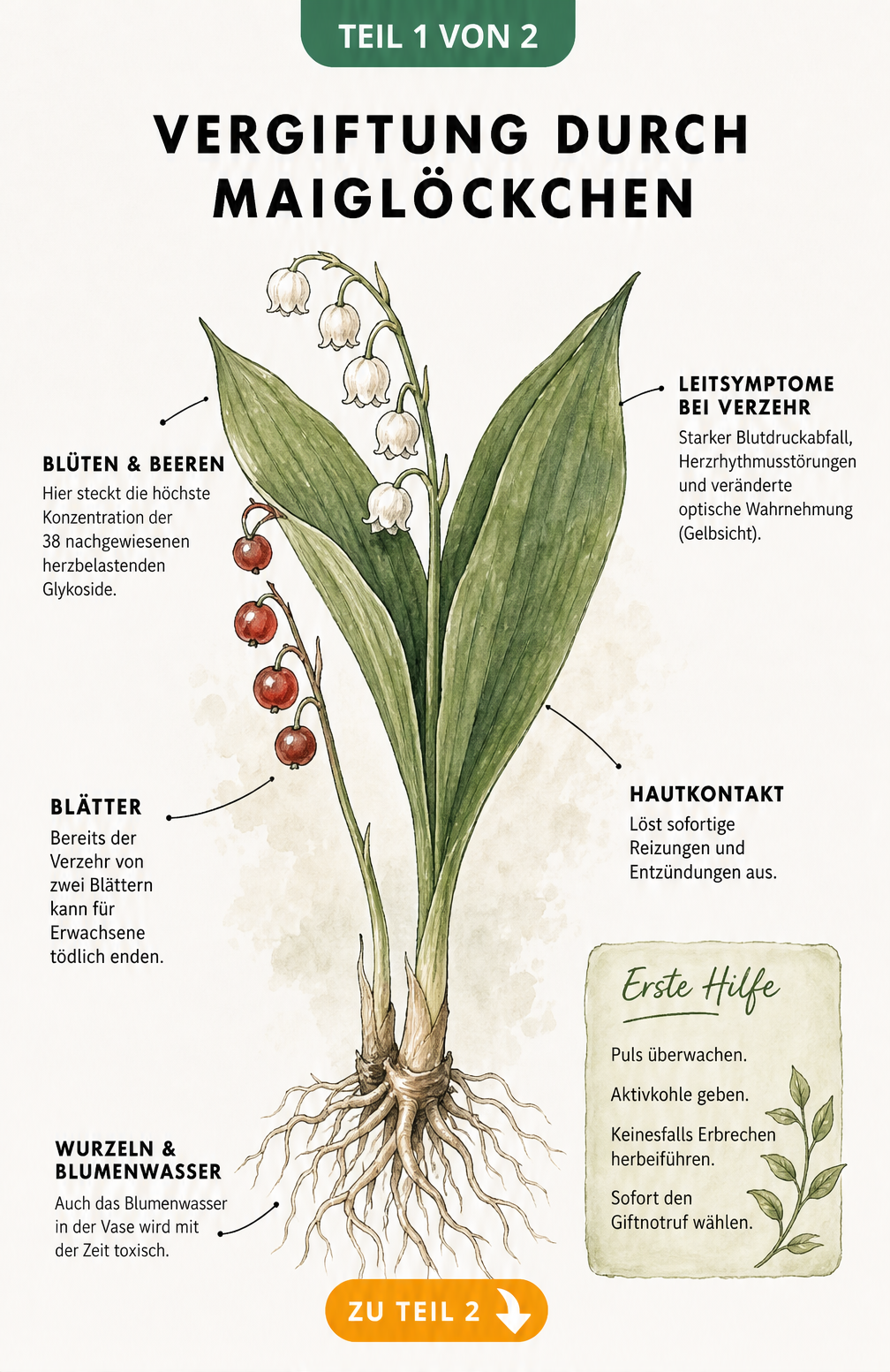 Botanische Illustration eines Maiglöckchens mit Hinweisen zur Giftigkeit von Blättern, Blüten, Beeren und Wurzeln sowie Symptomen und Erster Hilfe.