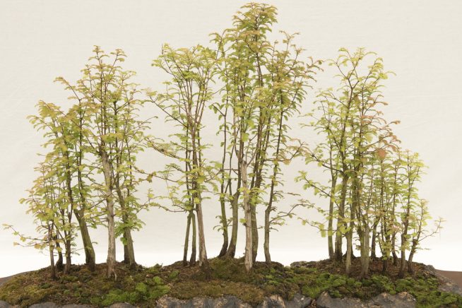 mammutbaum-bonsai-schneiden