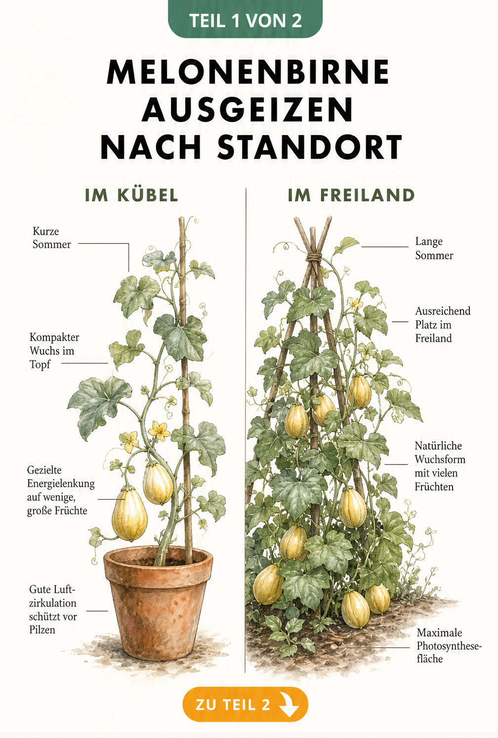 Botanische Illustration der Melonenbirne: Vergleich zwischen kompaktem Wuchs im Kübel und üppigem Wuchs im Freilandbeet.