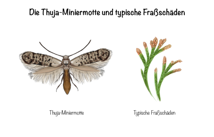 Miniermotte: Die Thuja-Miniermotte und typische Fraßschäden