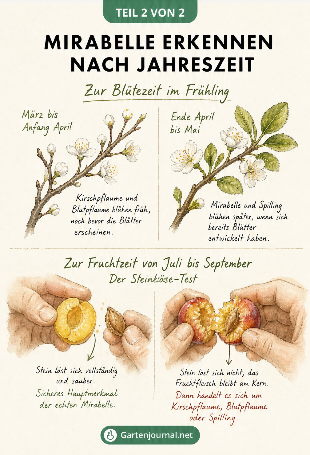 Illustration zur Bestimmung von Mirabellen nach Jahreszeit mit Blütezeit im Frühling und Steinlöse-Test im Sommer