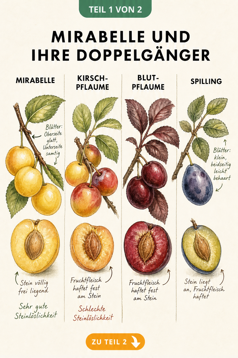 Botanische Illustration von Mirabelle, Kirschpflaume, Blutpflaume und Spilling mit Zweigen, Blättern und aufgeschnittenen Früchten